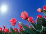 Тюльпаны под солнцем